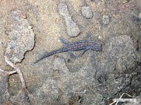 Bergmolch (Triturus alpestris) 3